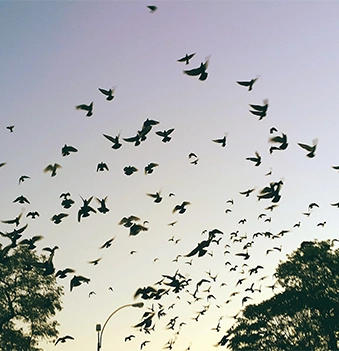 Le Cabinet OUANGARI AVOCAT